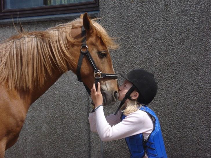 Anden særlig race Ginger, elsket og savnet...<3 - The beautyest times in my life, was the time i spend with  you..<3 billede 7