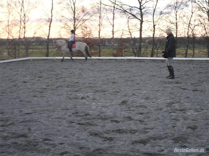 Fjordhest logo vinstrup - ja det er lidt mere stille og roligt billede, så han kan godt gå pænt billede 3