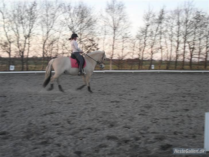 Fjordhest logo vinstrup - ja lidt sjovt billede billede 5