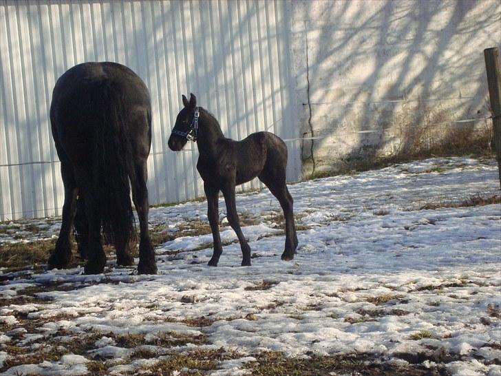 Frieser Markis billede 1