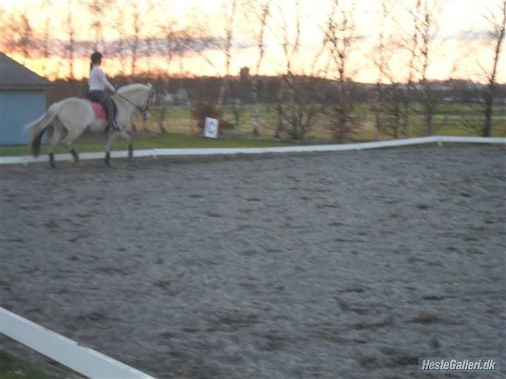 Fjordhest logo vinstrup - et godt billede, hvor man kan se lidt billede 6