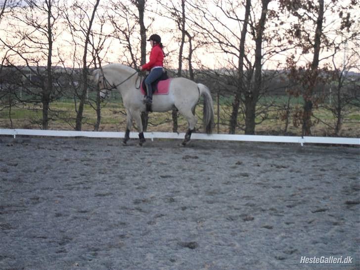 Fjordhest logo vinstrup - ja der er jeg lige ved at vælte ham :-) billede 7