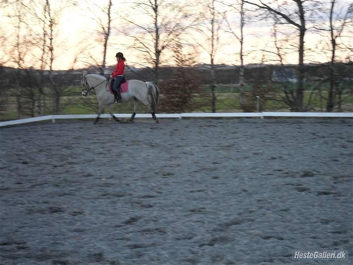 Fjordhest logo vinstrup - det billede ser lidt sjovt ud billede 10