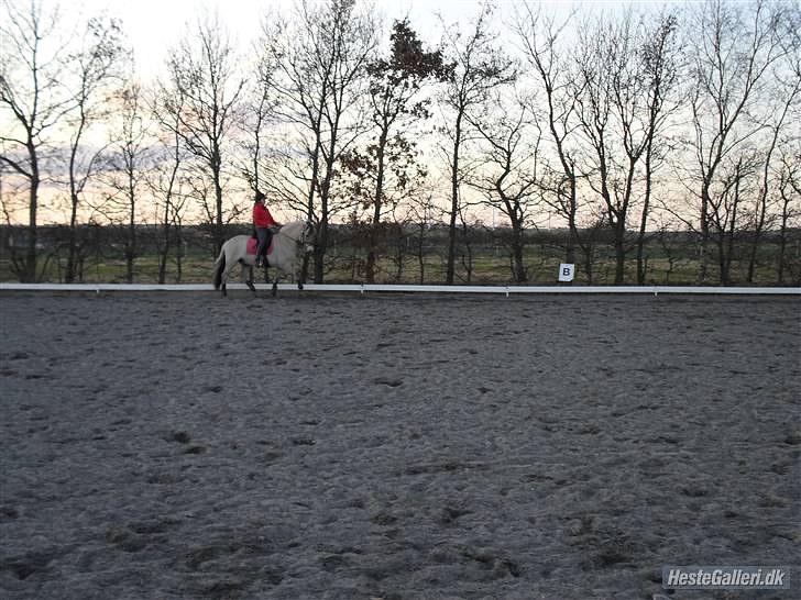 Fjordhest logo vinstrup - der gik han kano godt billede 11