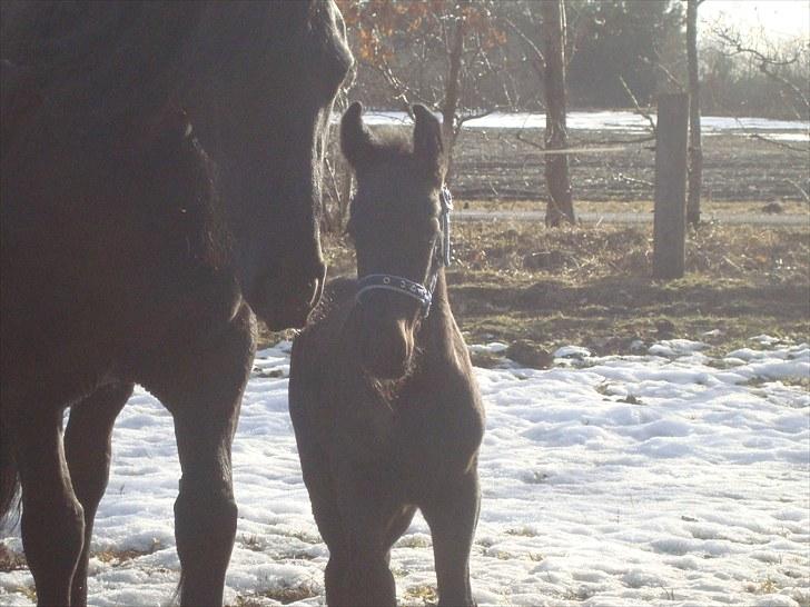 Frieser Markis billede 2