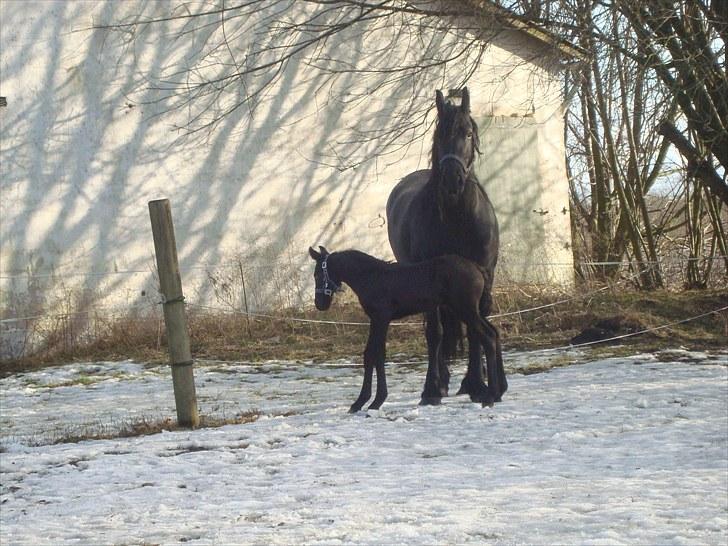 Frieser Markis billede 3