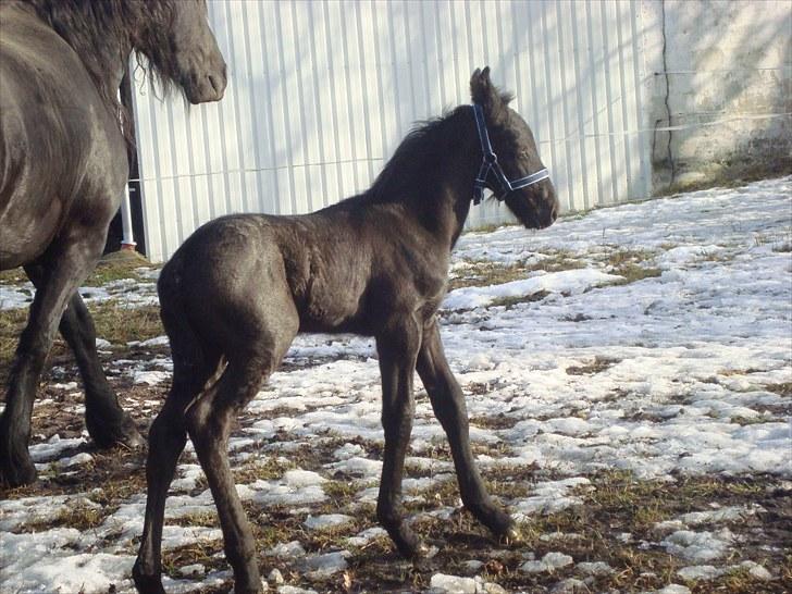 Frieser Markis billede 4