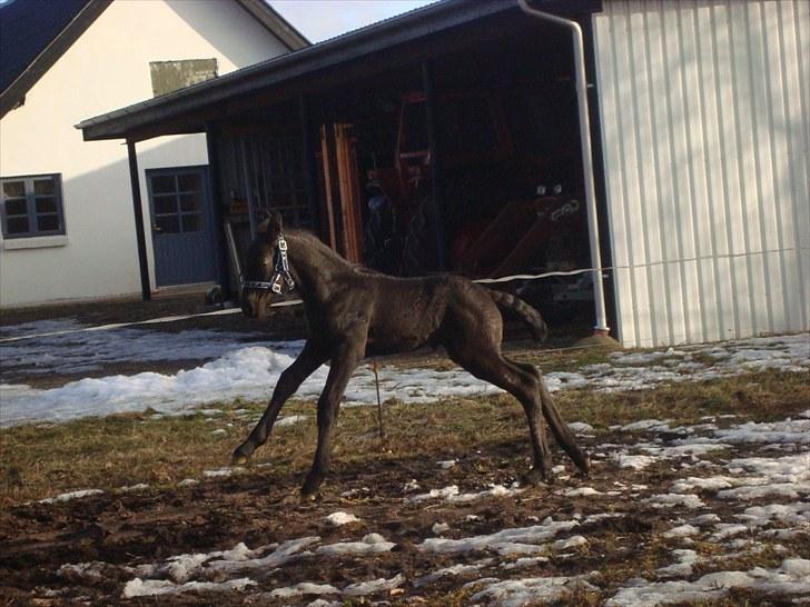 Frieser Markis billede 5