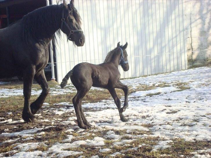 Frieser Markis billede 6