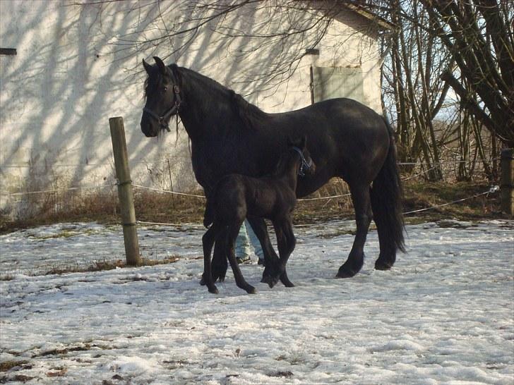 Frieser Markis billede 7