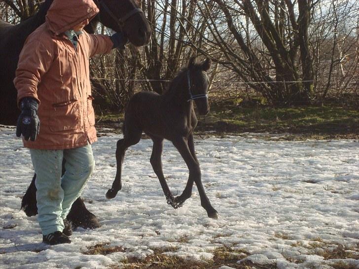 Frieser Markis billede 8