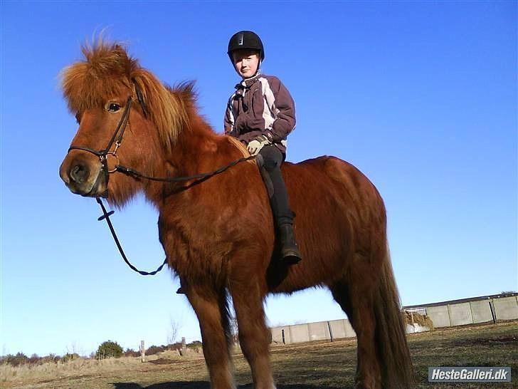 Islænder Vär F Ærtebjerg(død) <33 - vär på ridebanen<3333   !   Ingen kopiring  ! [ foto: Frida-mathilde] billede 6