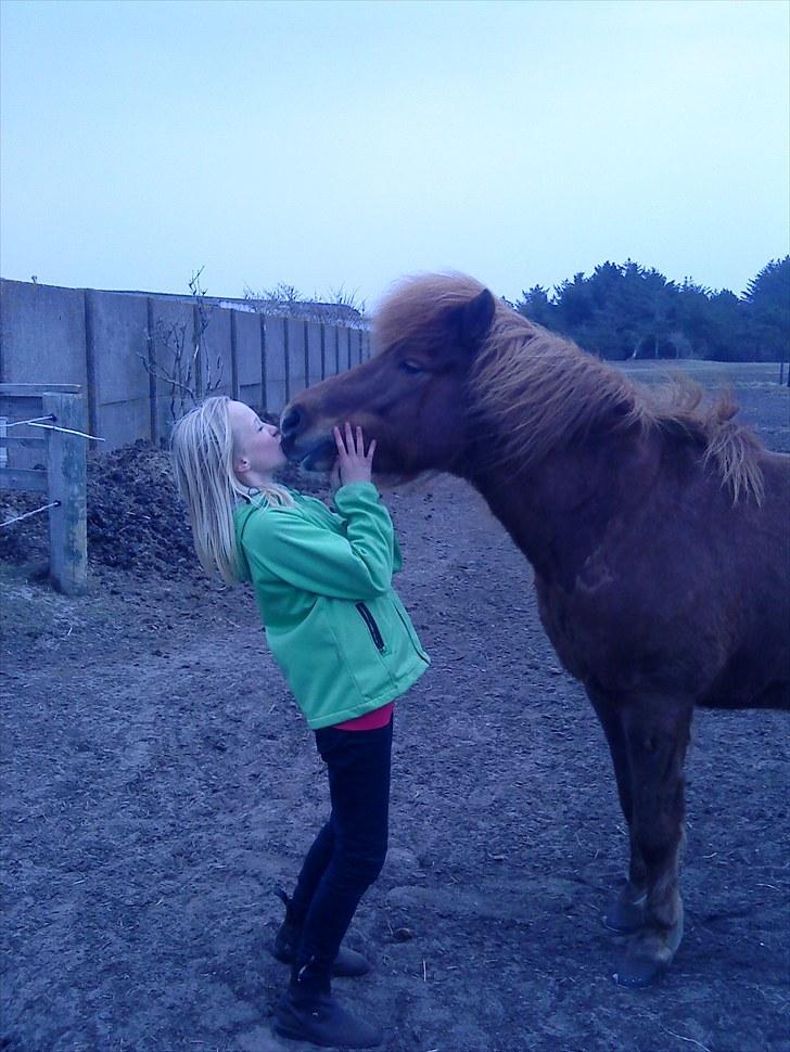 Islænder Vär F Ærtebjerg(død) <33 - túllé:;I<3 ! ingen kopiring ! [ foto: min mor ] billede 7