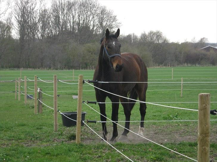 Dansk Varmblod Don Giovanni RIP 2011 billede 9