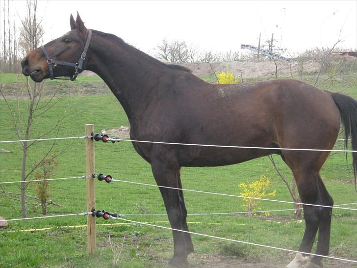 Dansk Varmblod Don Giovanni RIP 2011 billede 10