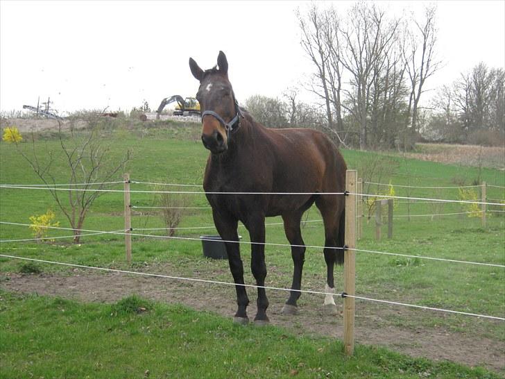 Dansk Varmblod Don Giovanni RIP 2011 billede 11