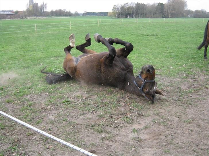 Dansk Varmblod Don Giovanni RIP 2011 billede 12