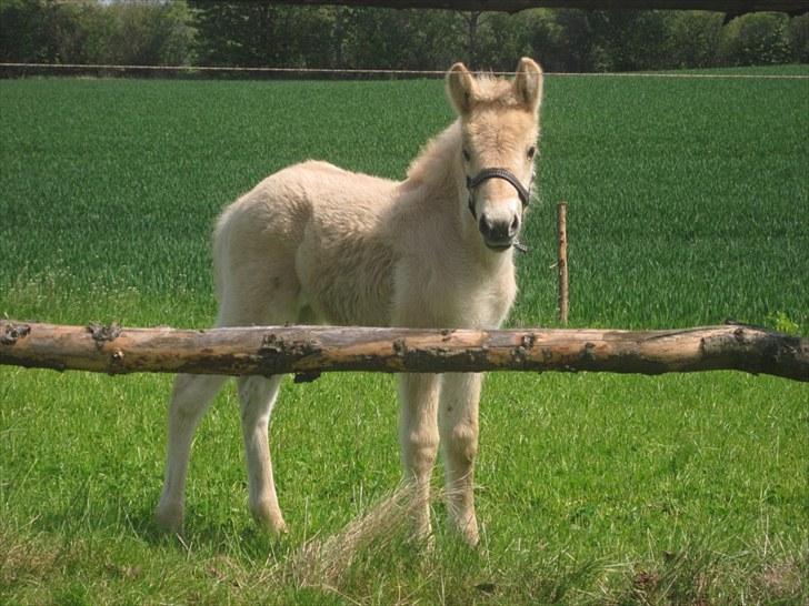 Fjordhest Lamhaves Zoey - Zoey, 1 måned gammel, og bare lækker xD billede 7