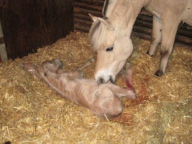 Fjordhest Lamhaves Zoey - D. 23. April klokken 12.30 ca. Zoey er lige kommet til verden:D - vi troede alle hun var helt normal.. billede 8