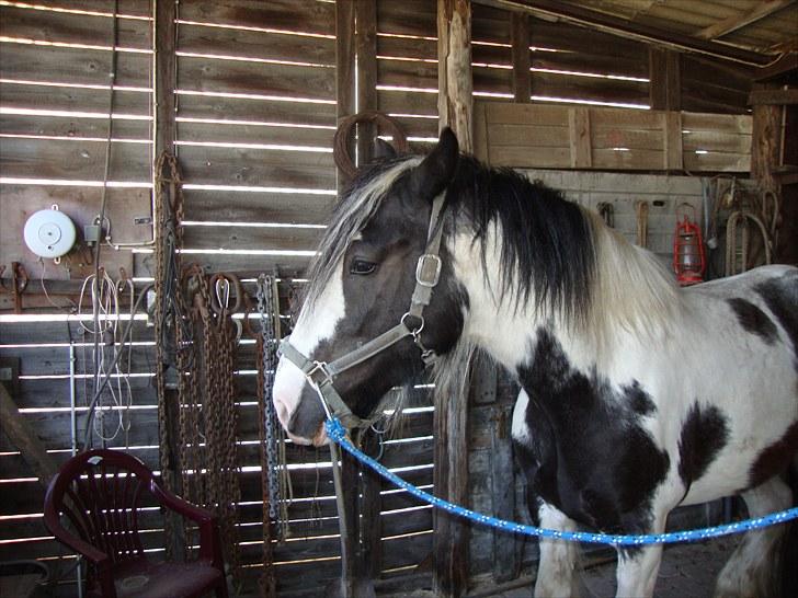 Irish Cob Sultan - her er min baby da vi skulle hente ham hjem billede 1