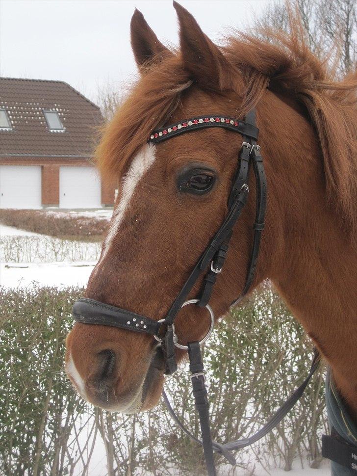 Anden særlig race Red Mystery { MIT ALT! }  - Smukke!<´3 billede 4