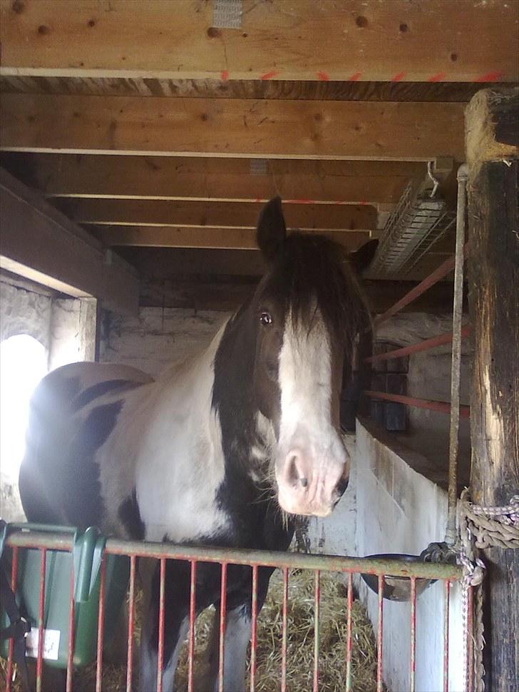 Irish Cob Sultan - det er da vi kom hjem til jylland.  billede 2