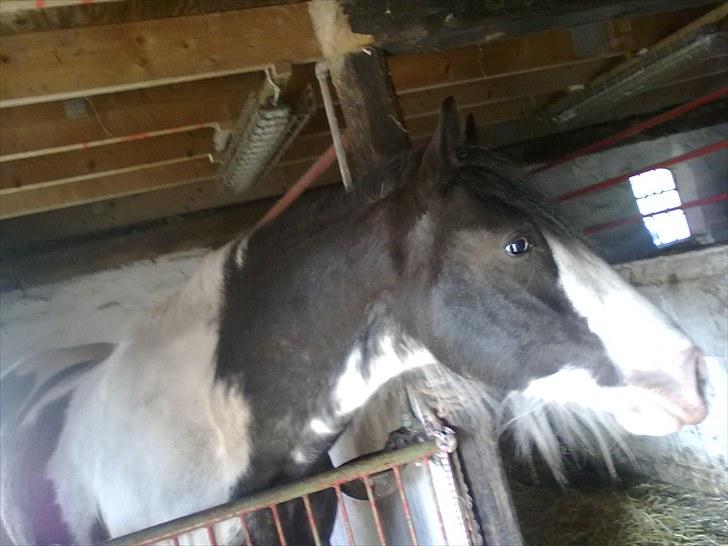 Irish Cob Sultan - har du noget til mig billede 3