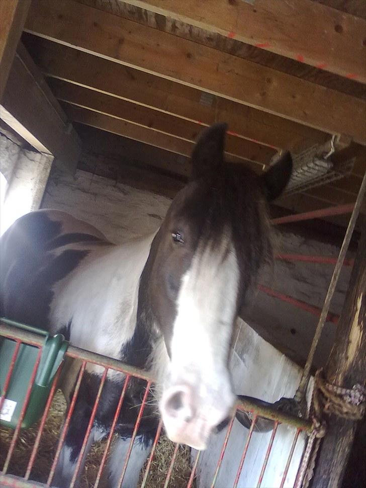 Irish Cob Sultan - se hvor lækker jeg er billede 4