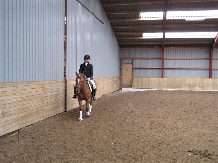 Anden særlig race Red Mystery { MIT ALT! }  - På opvarmningsbane SRKS (Hjemmebane)  billede 12