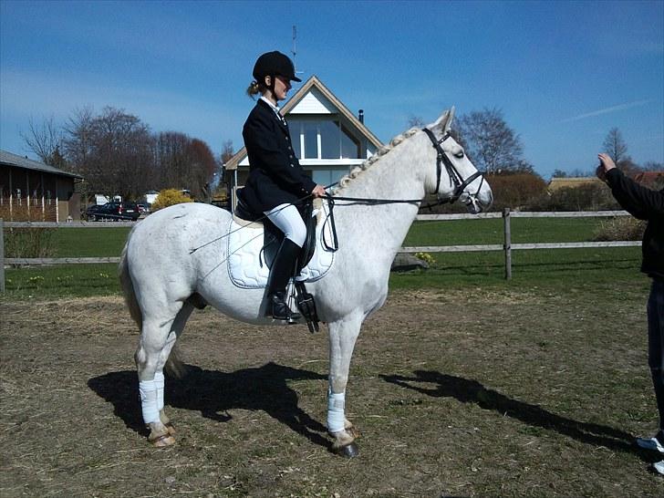 Anden særlig race Silverlea Picasso-gl.part - Picasso gjort pæn og ren til stævne! April 2010 billede 7