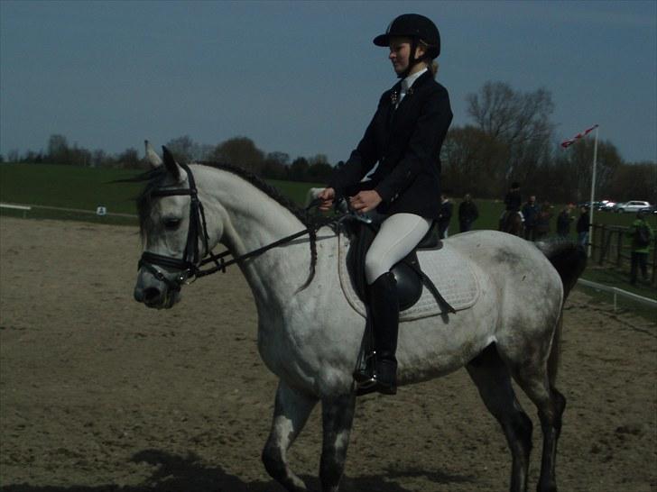 Arabisk fuldblod (OX) Team Sødrings Maximum - military i Haslev billede 14