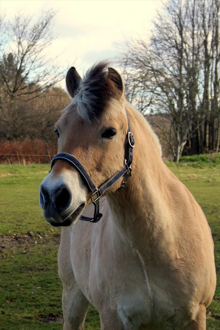 Fjordhest Olex Møllehøj (Junior) billede 1