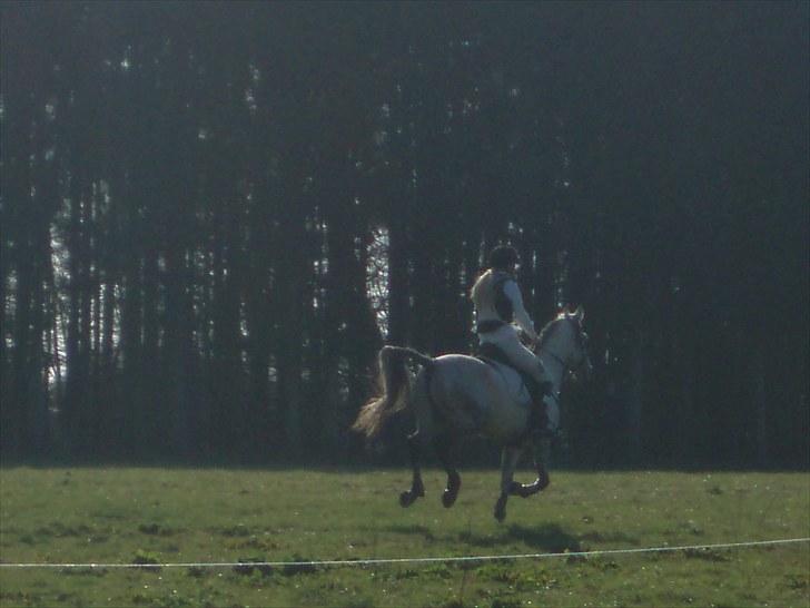 Arabisk fuldblod (OX) Team Sødrings Maximum billede 18