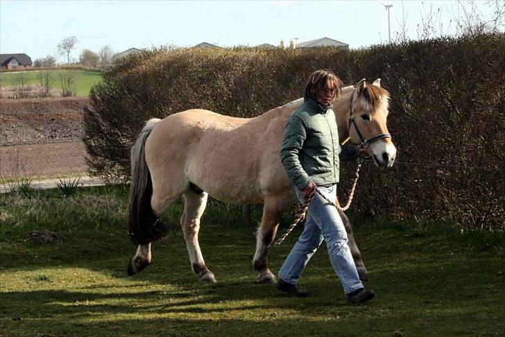 Fjordhest Olex Møllehøj (Junior) billede 2