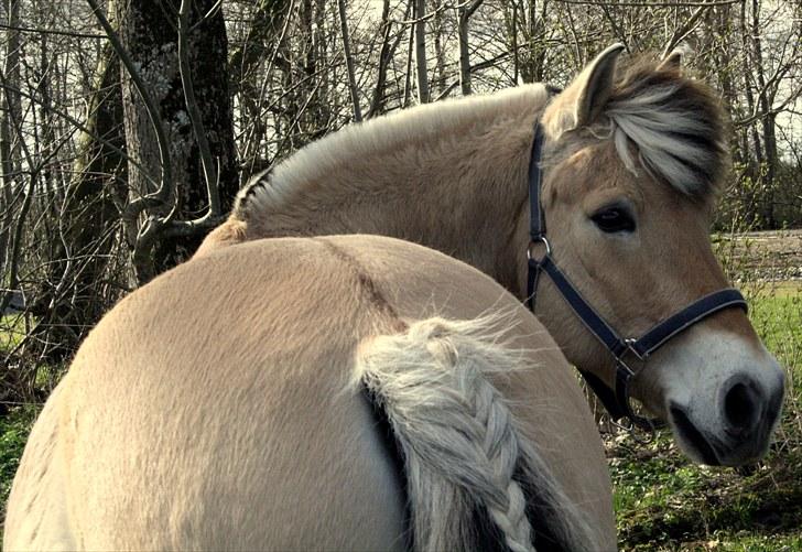 Fjordhest Olex Møllehøj (Junior) billede 3