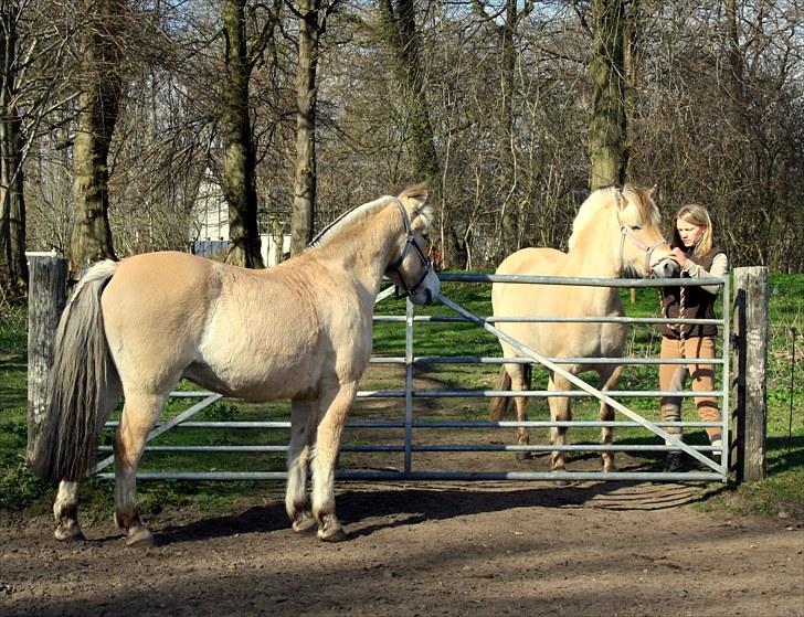 Fjordhest Olex Møllehøj (Junior) billede 4
