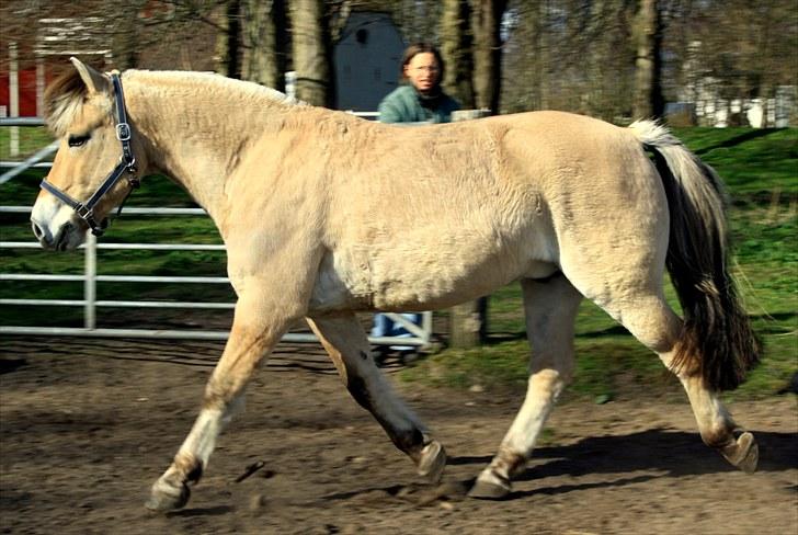 Fjordhest Olex Møllehøj (Junior) billede 5