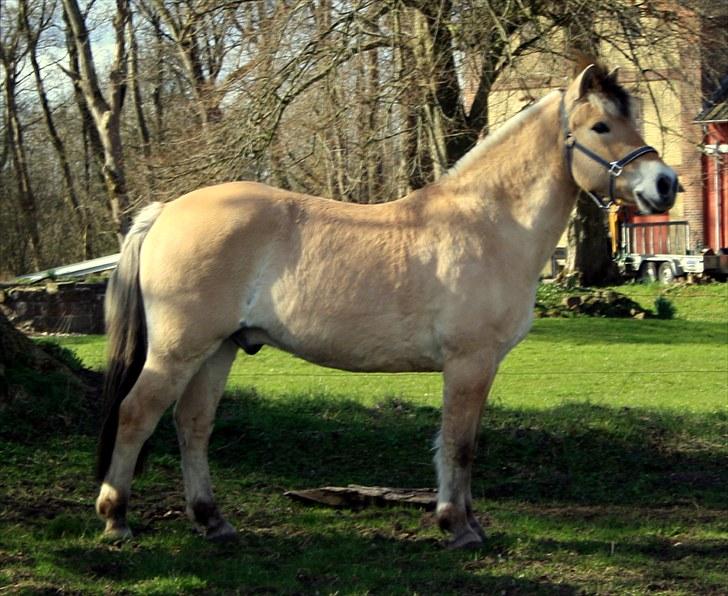 Fjordhest Olex Møllehøj (Junior) billede 6