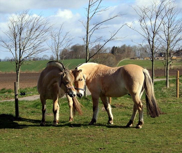 Fjordhest Olex Møllehøj (Junior) billede 7