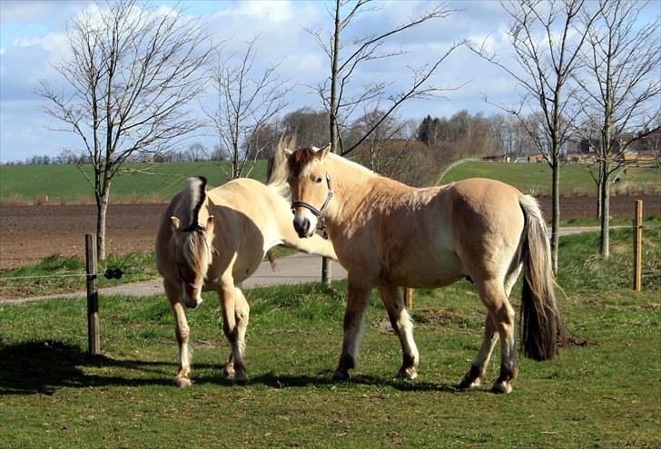 Fjordhest Olex Møllehøj (Junior) billede 8