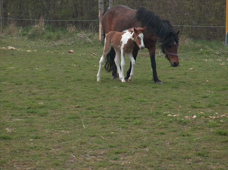 Pinto Romeo - Romeo, født april 2010 billede 2