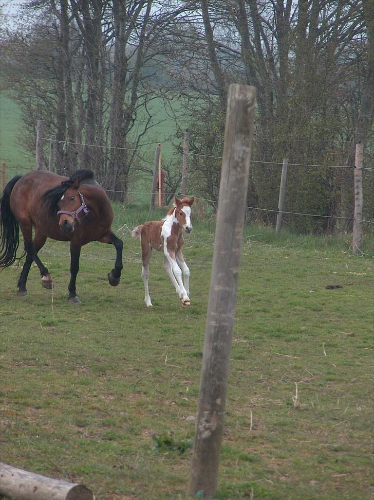 Pinto Romeo - Romeo, født april 2010 billede 3