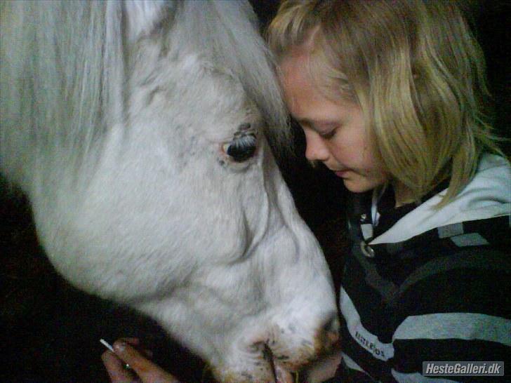 Knabstrupper Plet elev hest billede 1