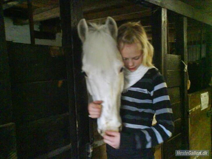 Knabstrupper Plet elev hest billede 2