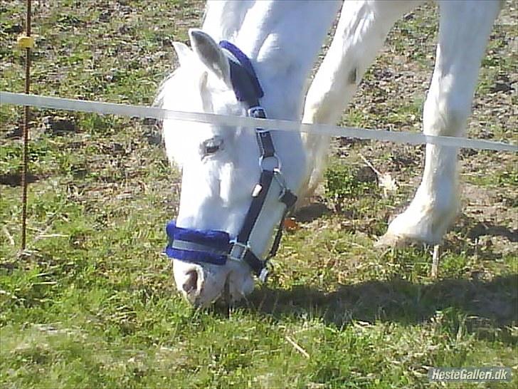 Knabstrupper Plet elev hest billede 3