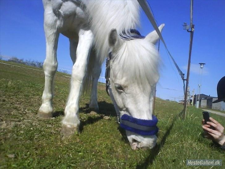 Knabstrupper Plet elev hest billede 4