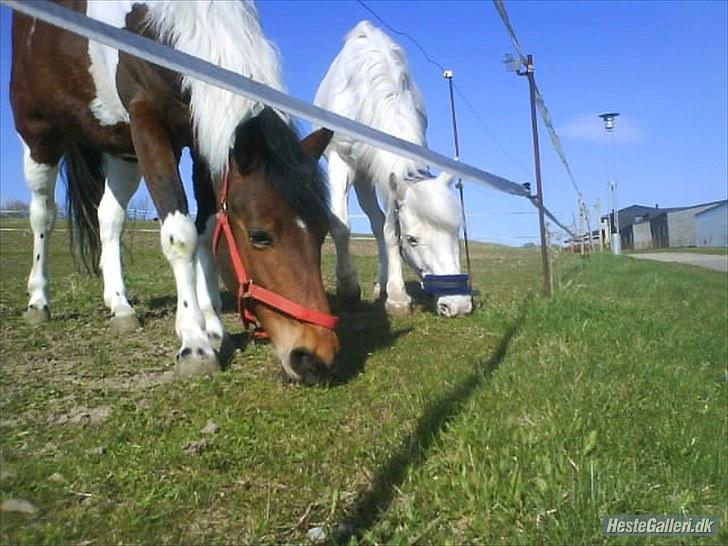 Knabstrupper Plet elev hest billede 5