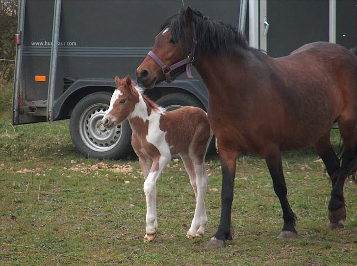 Pinto Romeo - Romeo, født april 2010 billede 5