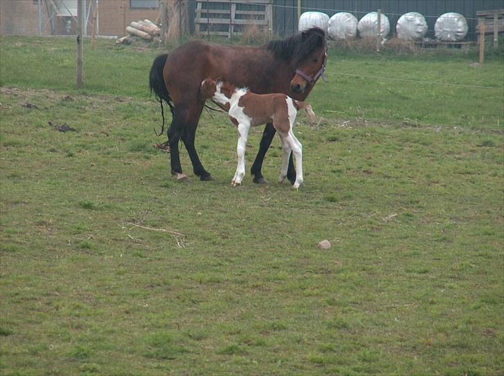 Pinto Romeo - Romeo, født april 2010 billede 6