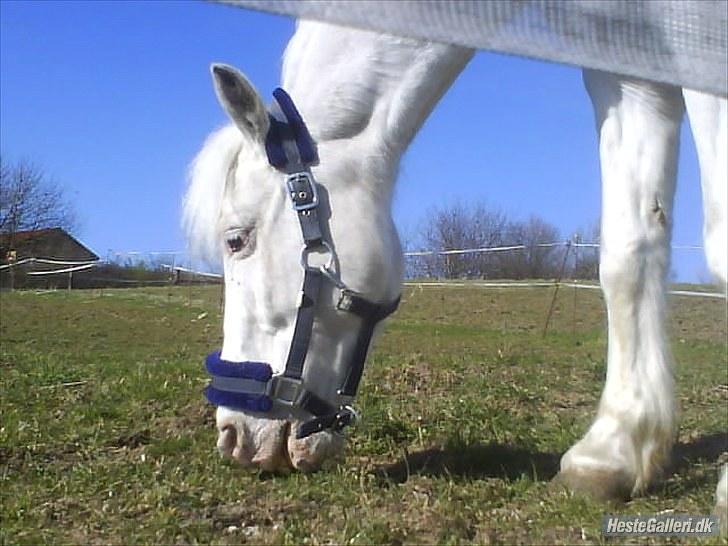 Knabstrupper Plet elev hest billede 6